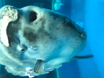 横浜・八景島シーパラダイスに投稿された画像（2021/5/2）