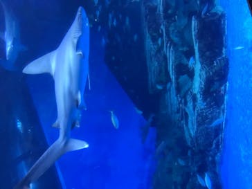 横浜・八景島シーパラダイスに投稿された画像（2021/5/2）