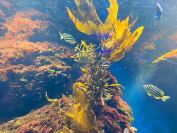 新江ノ島水族館に投稿された画像（2021/5/2）