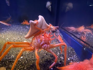 新江ノ島水族館に投稿された画像（2021/5/2）