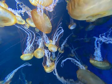 新江ノ島水族館に投稿された画像（2021/5/2）