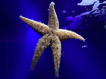 新江ノ島水族館に投稿された画像（2021/5/2）