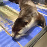 ゼロ距離水族館 伊勢シーパラダイスに投稿された画像（2021/5/2）