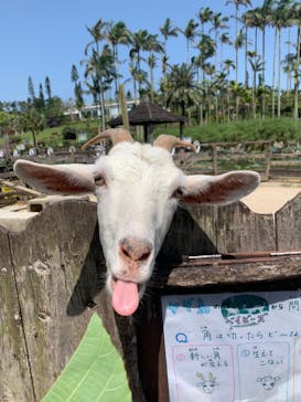 美らヤシパークオキナワ・東南植物楽園に投稿された画像（2021/5/2）