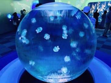新江ノ島水族館に投稿された画像（2021/5/2）