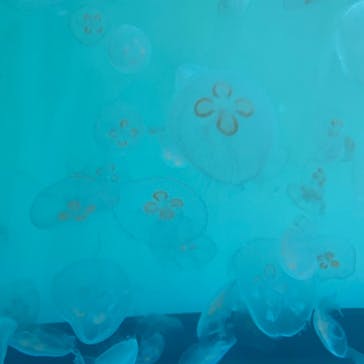 アクアワールド茨城県大洗水族館に投稿された画像（2021/5/2）