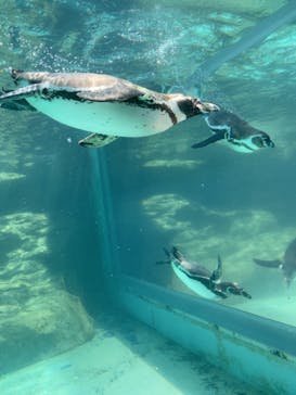 アクアワールド茨城県大洗水族館に投稿された画像（2021/5/2）