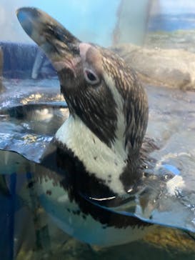 新江ノ島水族館に投稿された画像（2021/5/2）