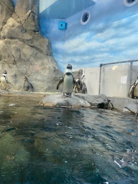 新江ノ島水族館に投稿された画像（2021/5/2）