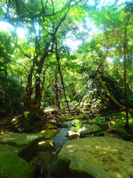 西表島 ADVENTURE PiPi（アドベンチャーピピ）に投稿された画像（2021/5/2）