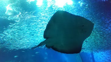 アクアワールド茨城県大洗水族館に投稿された画像（2021/5/2）