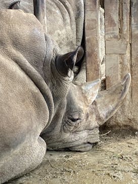 那須サファリパークに投稿された画像（2021/5/2）