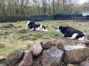 那須サファリパークに投稿された画像（2021/5/2）