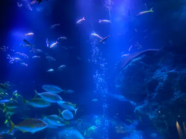 すみだ水族館に投稿された画像（2021/5/2）