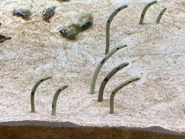 すみだ水族館に投稿された画像（2021/5/2）