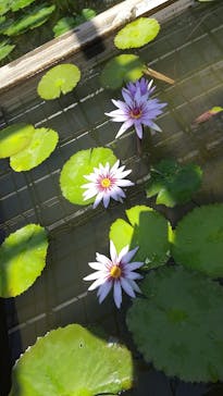 熱川バナナワニ園に投稿された画像（2021/5/2）