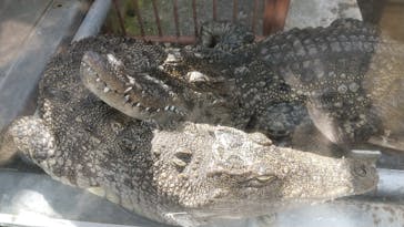 熱川バナナワニ園に投稿された画像（2021/5/2）