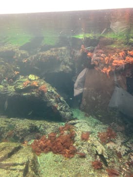 アクアワールド茨城県大洗水族館に投稿された画像（2021/5/2）
