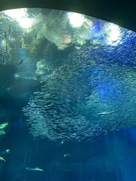 アクアワールド茨城県大洗水族館に投稿された画像（2021/5/2）