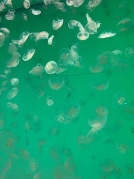 アクアワールド茨城県大洗水族館に投稿された画像（2021/5/2）