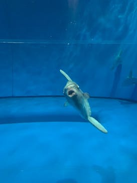 アクアワールド茨城県大洗水族館に投稿された画像（2021/5/2）