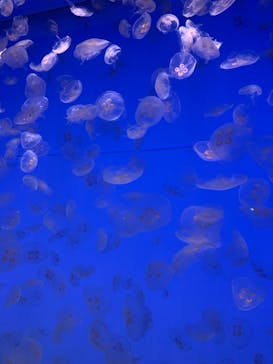 アクアワールド茨城県大洗水族館に投稿された画像（2021/5/2）