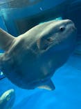 アクアワールド茨城県大洗水族館に投稿された画像（2021/5/2）