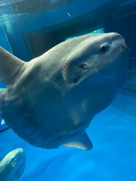 アクアワールド茨城県大洗水族館に投稿された画像（2021/5/2）