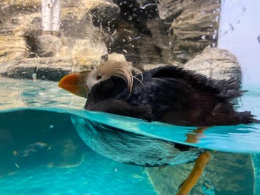 アクアワールド茨城県大洗水族館に投稿された画像（2021/5/2）