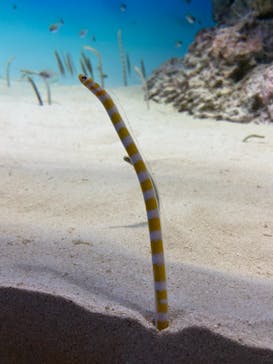 アクアワールド茨城県大洗水族館に投稿された画像（2021/5/2）