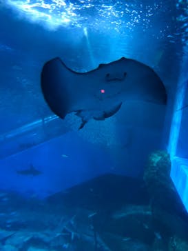 横浜・八景島シーパラダイスに投稿された画像（2021/5/2）