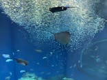 アクアワールド茨城県大洗水族館に投稿された画像（2021/5/2）