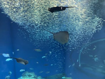 アクアワールド茨城県大洗水族館に投稿された画像（2021/5/2）