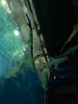 アクアワールド茨城県大洗水族館に投稿された画像（2021/5/2）