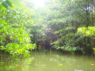 西表島 ADVENTURE PiPi（アドベンチャーピピ）に投稿された画像（2021/5/2）