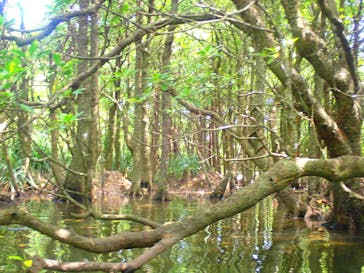 西表島 ADVENTURE PiPi（アドベンチャーピピ）に投稿された画像（2021/5/2）