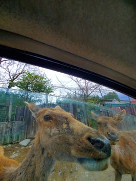 那須サファリパークに投稿された画像（2021/5/2）