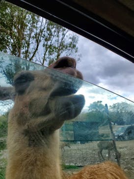 那須サファリパークに投稿された画像（2021/5/2）