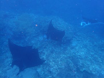 南ぬ島DIVESITEに投稿された画像（2021/5/2）