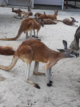 東武動物公園に投稿された画像（2021/5/2）