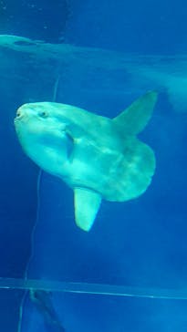 アクアワールド茨城県大洗水族館に投稿された画像（2021/5/2）