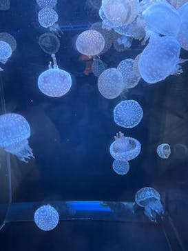 アクアワールド茨城県大洗水族館に投稿された画像（2021/5/2）
