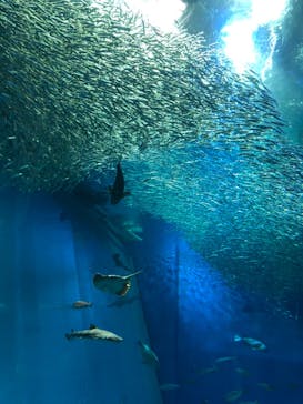 アクアワールド茨城県大洗水族館に投稿された画像（2021/5/2）