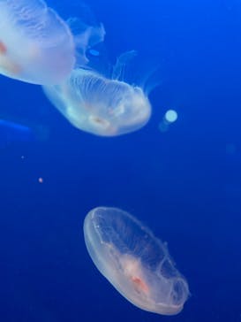 新江ノ島水族館に投稿された画像（2021/5/2）