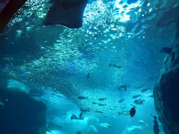 新江ノ島水族館に投稿された画像（2021/5/2）