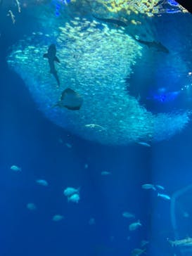 アクアワールド茨城県大洗水族館に投稿された画像（2021/5/2）