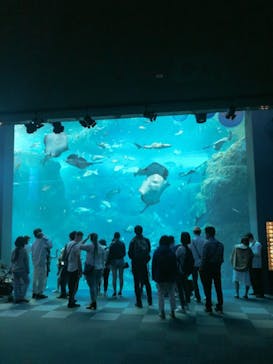 新江ノ島水族館に投稿された画像（2021/5/2）