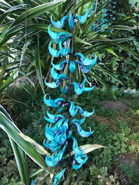 熱川バナナワニ園に投稿された画像（2021/5/2）