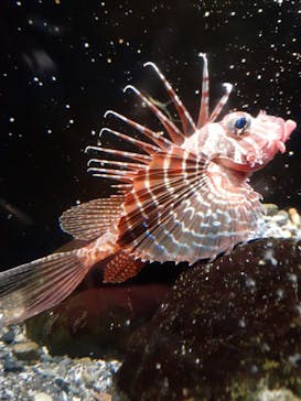 新江ノ島水族館に投稿された画像（2021/5/3）