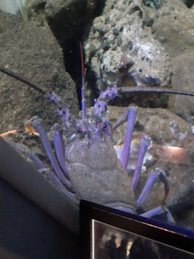 新江ノ島水族館に投稿された画像（2021/5/3）